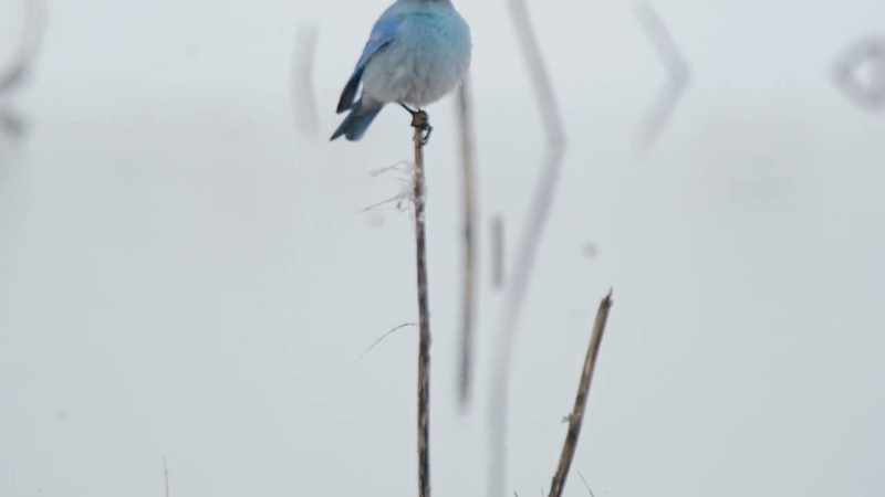 [chirping]