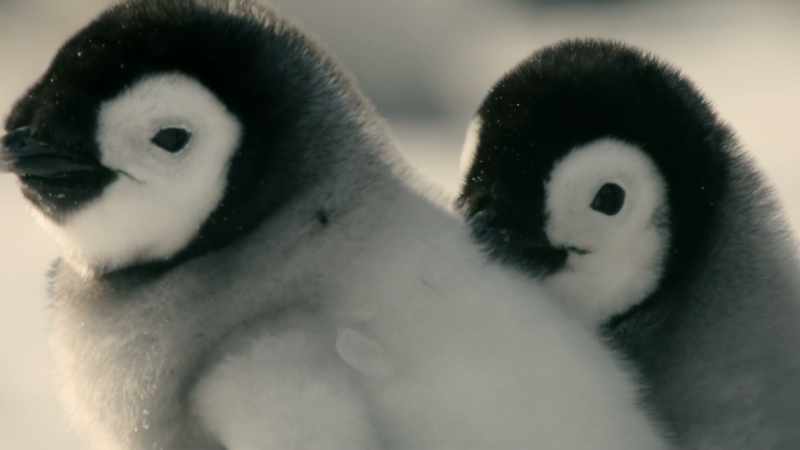 (CHIRPING)