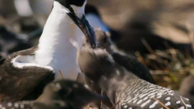 (CHIRPING)