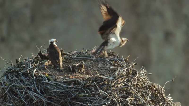 [chirping]