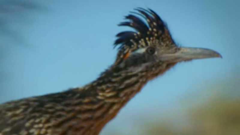 (CHIRPS) -BENEDICT: Life is a mission