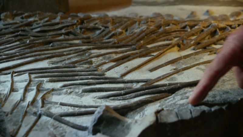 Chris has found that there is fossilized skin