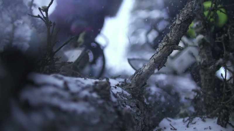 CHRIS: Now that the tree's down