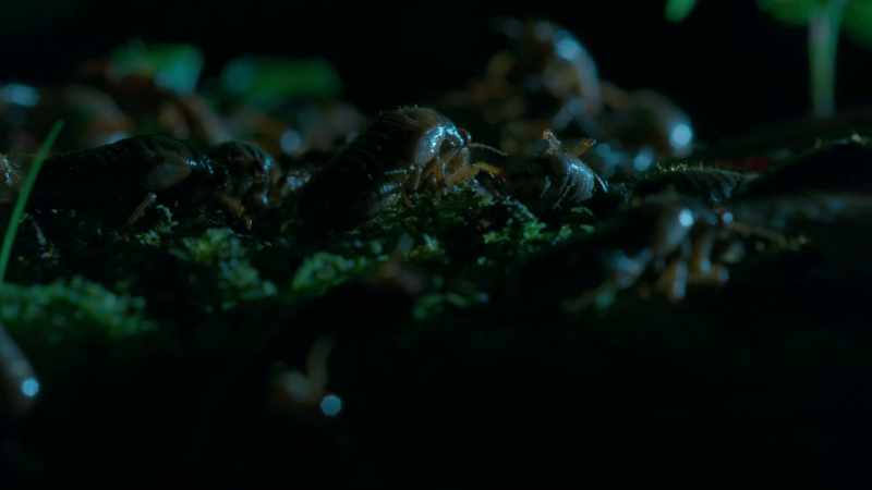 [cicadas buzzing]