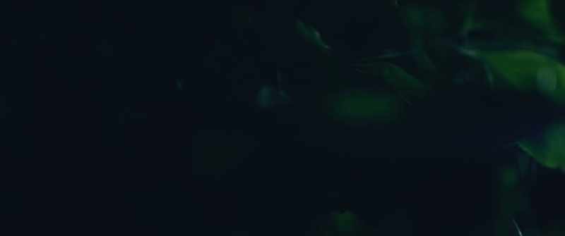 [cicadas chirping] [soft melodic music]