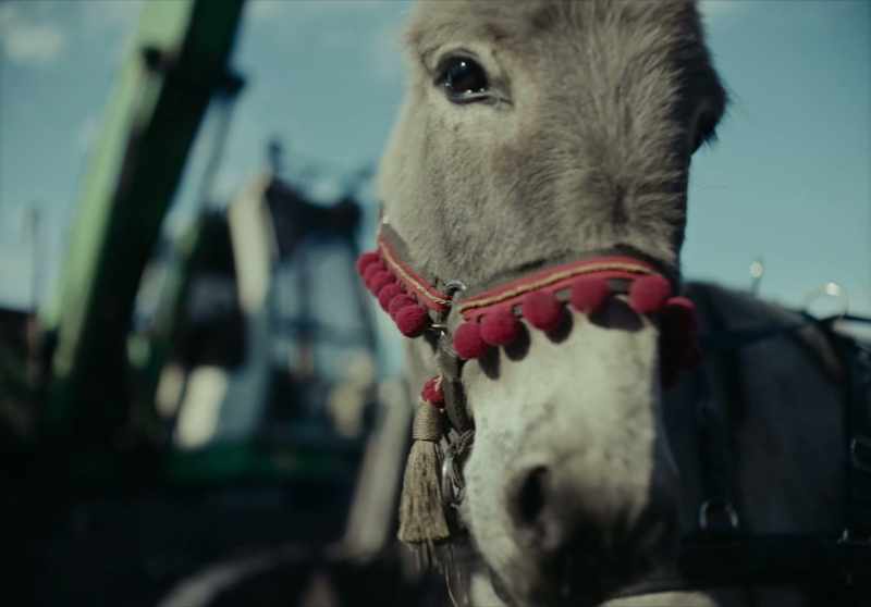 Cities like my Wroclaw have banned circus performances