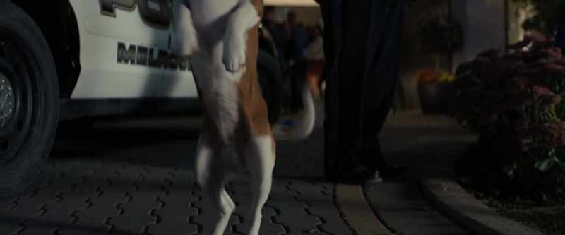 CJ, why are you getting in that car? [barking]