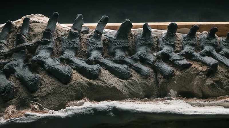 Clayton: I'VE HAD PALEONTOLOGISTS TELL ME