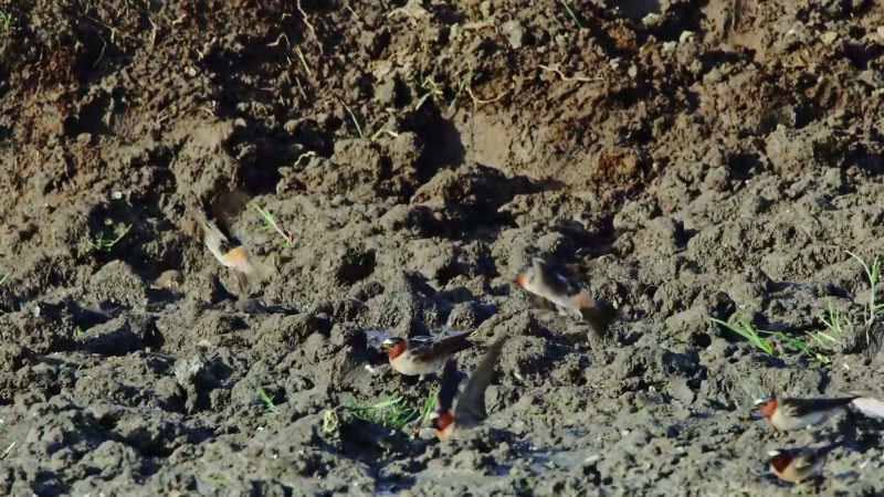 Cliff swallows come every spring