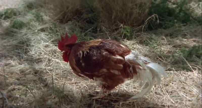 (clucking)