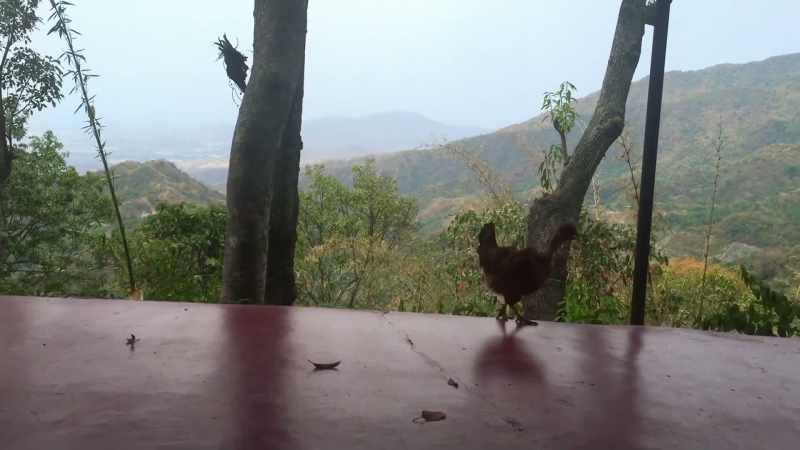 (clucking)
