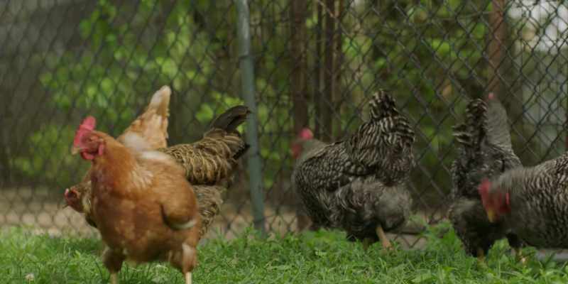 (clucking)