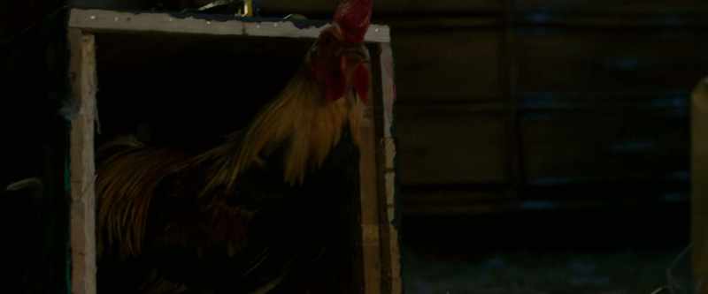 [clucking]