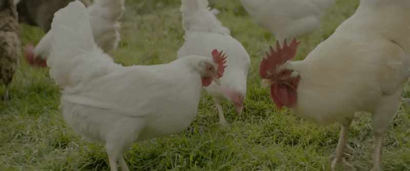 (COCKEREL CROWS)