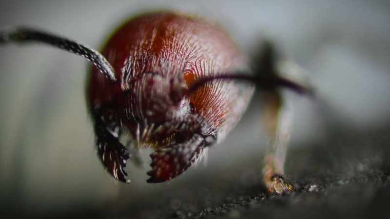 Cocktail ants can't see far, so they detect attackers