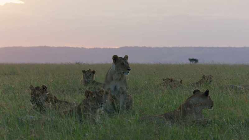 Coexistence between people and lions is possible