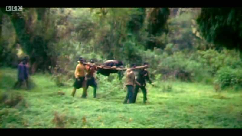 Coexistence of humans and mountain gorillas