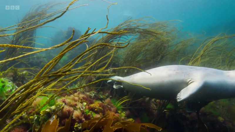 Cold, nutrient-rich currents from the north