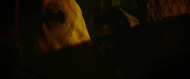 [Cole exhales] -[horse grunts]