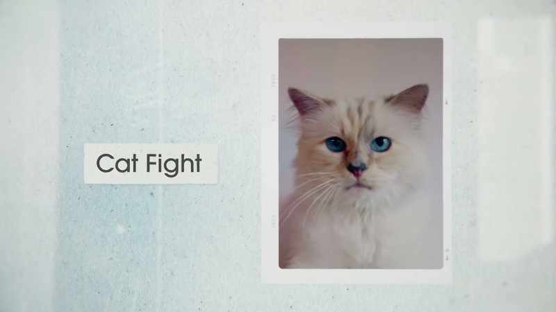 COMBAT DE CHATS