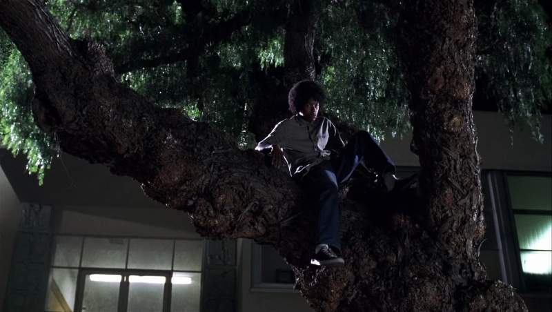Come down out of that tree
