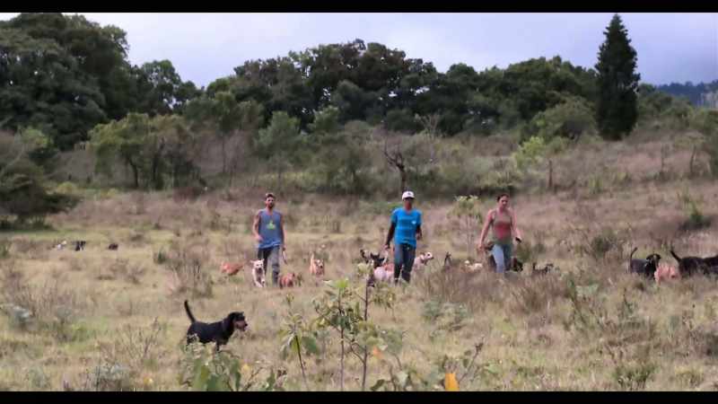 Come on, Flaco, Jonny. Put the rest in their kennels