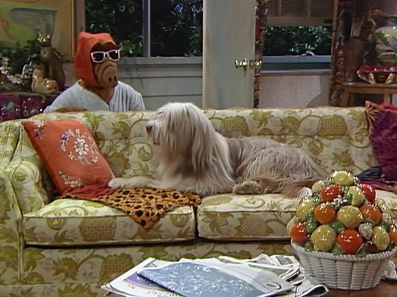 Come on, pooch