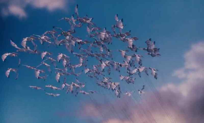 Come on, sea gulls! - Put your backs into it!