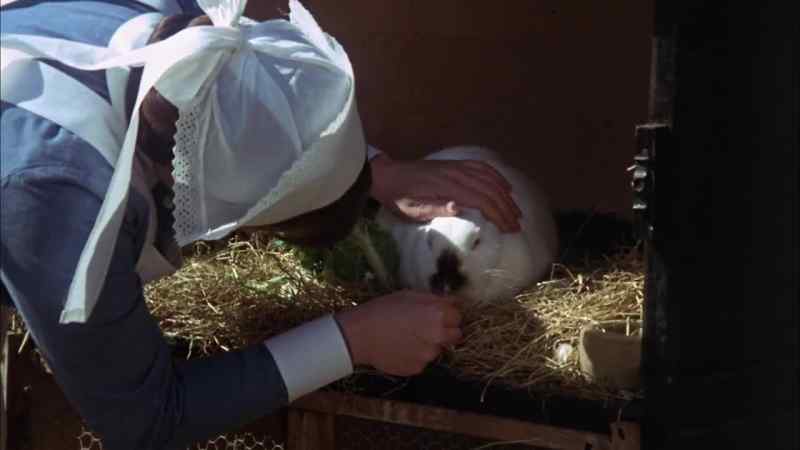 Come on then, rabbit. Have your biccies, come on