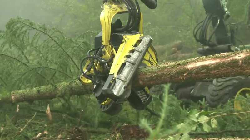 �� Come and see some fallen trees ♪
