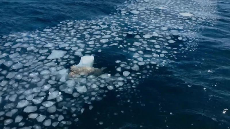 Come summer, two-ton walruses struggle to find ice