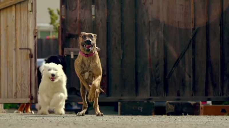 COMING UP, THE MYTHBUSTERS RELEASE THE HOUNDS