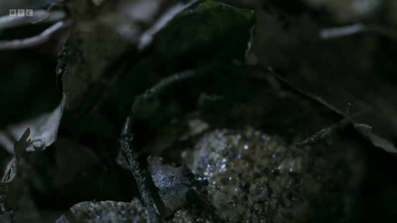 Common toads need freshwater in which to lay their eggs