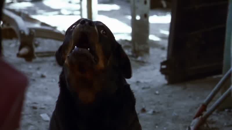 �Cómo se llama tu perro?
