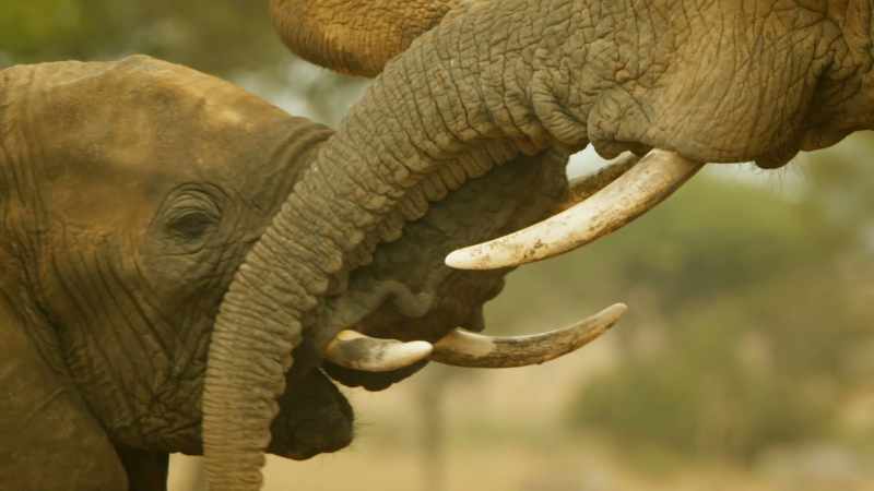 Companionship will bring comfort