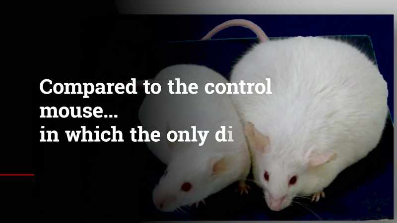 Compared to the control mouse