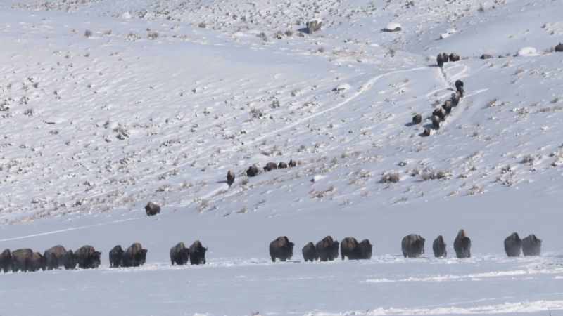 Compared to the millions of buffalo that had once