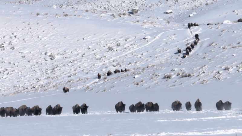 Compared to the millions of buffalo that