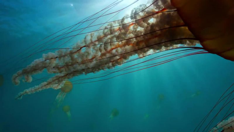 Compass jellyfish have an ethereal beauty