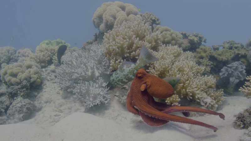 Competition is fierce in these crowded underwater cities