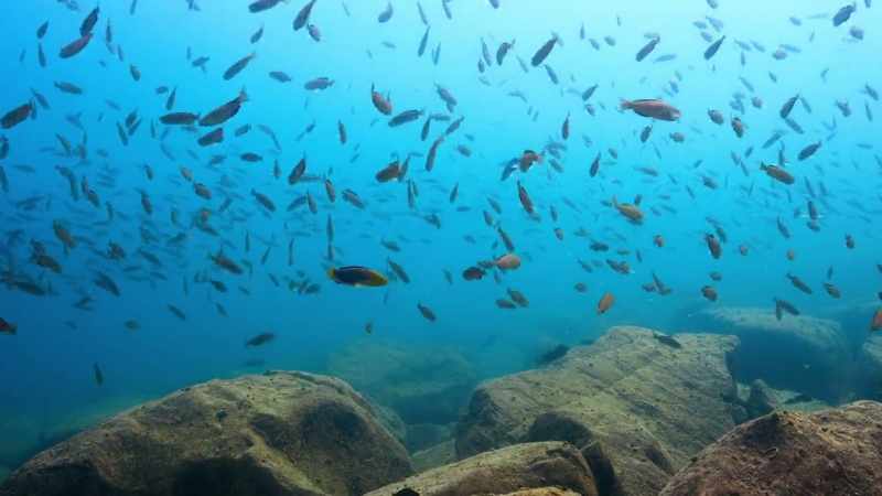 Competition in these crowded waters is intense