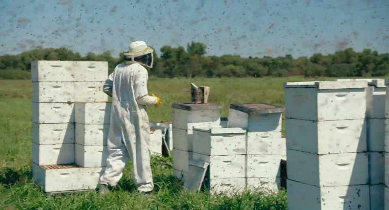 Concurrent to that, I had a part of my men take bees up