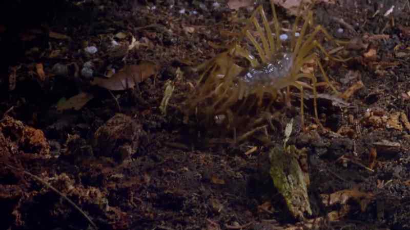 Conflict pervades the bug world