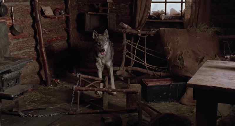 Congratulations. You've got a healthy wolf on your hands