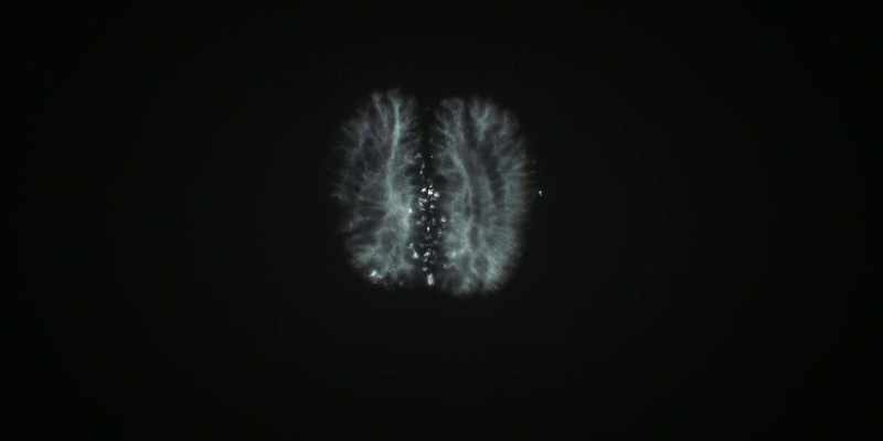Consciousness bloomed because they became social
