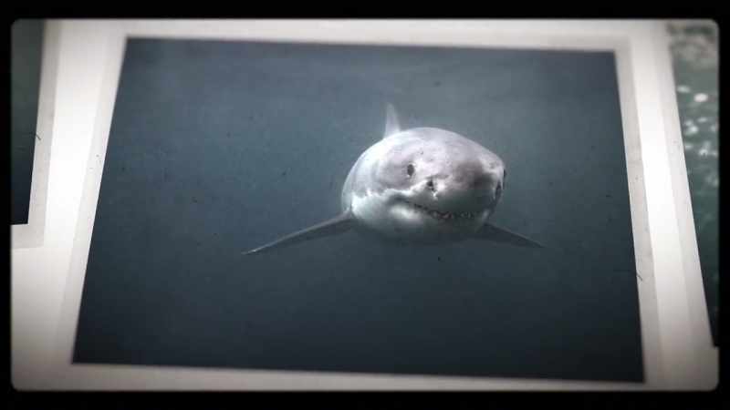 Conservation? There is no such thing on killer sharks