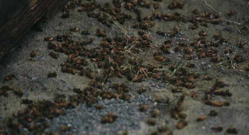 Consistent pollination race, so to speak