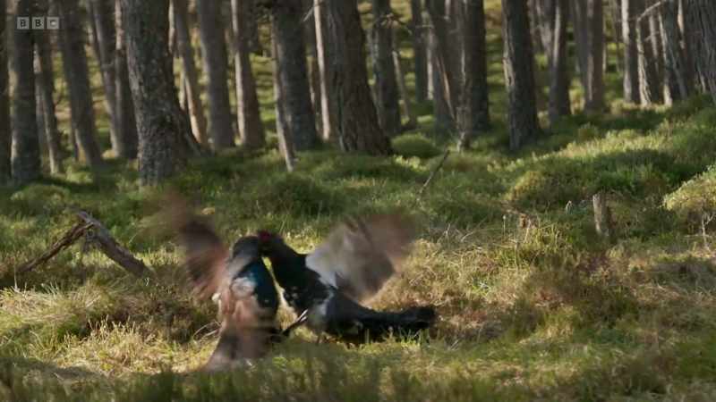 Contests like these can easily end in broken bones - and even death