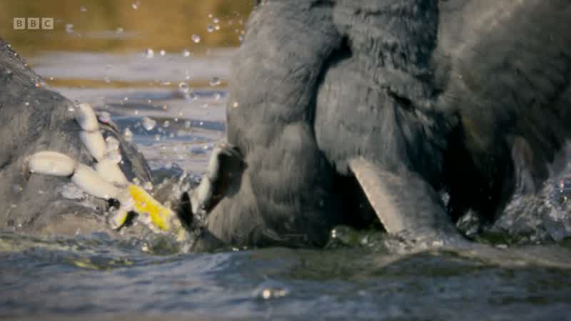 Coots are fiercely territorial