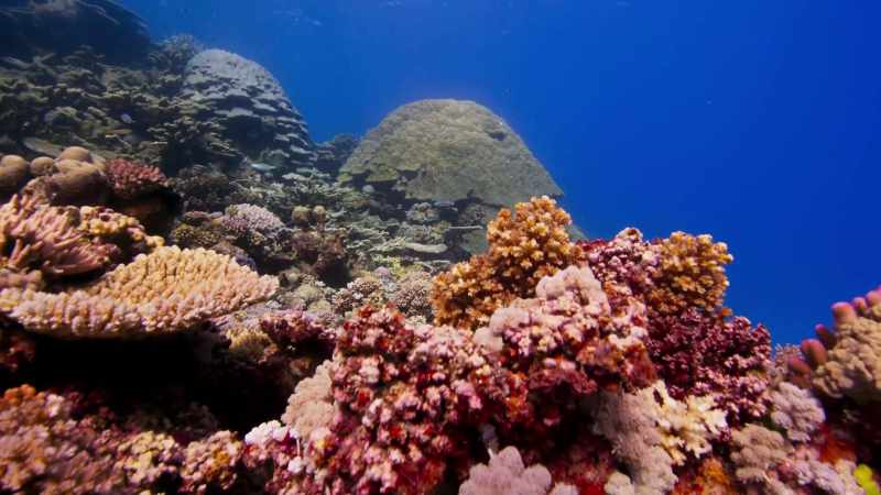 Coral colonies can continue to grow for centuries